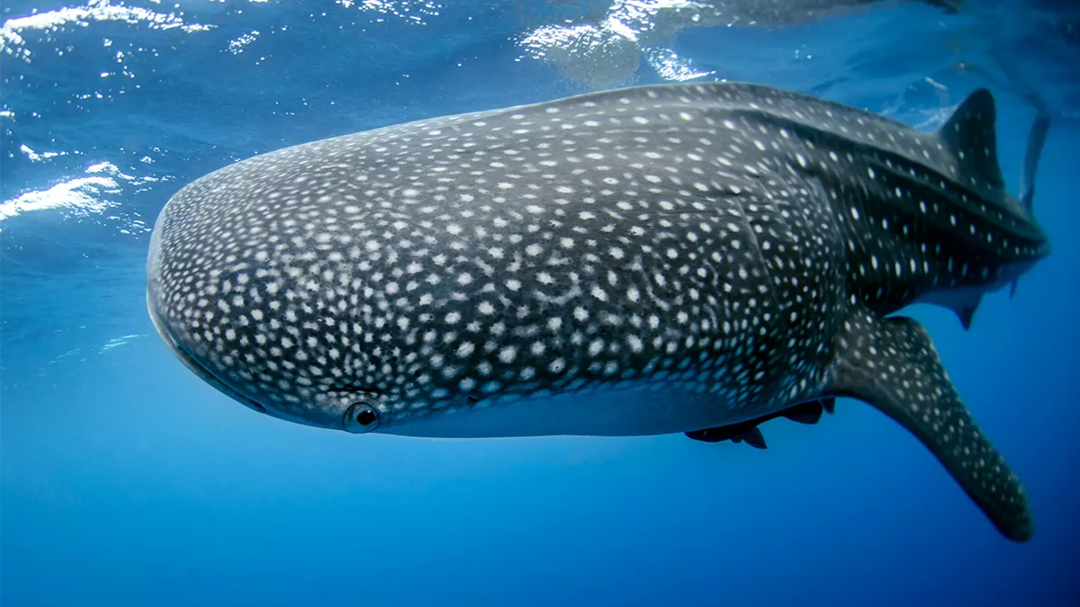 Discover Qatar announced the second edition of ‘Whale Sharks in Qatar’ from May 18