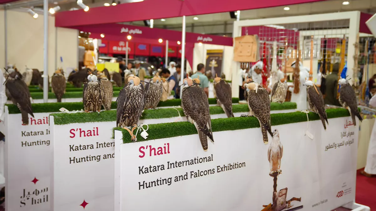 Eighth edition of S'hail attracts hunting enthusiasts and falconry lovers from Qatar and abroad