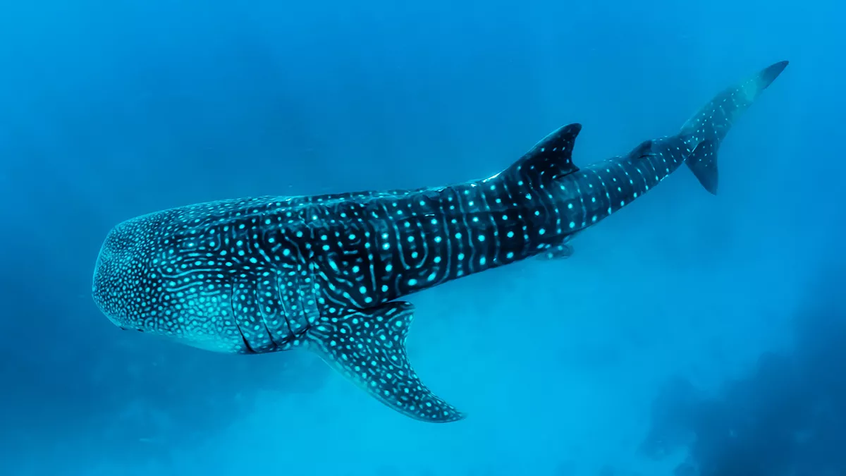 Discover Qatar extends 'Whale Sharks of Qatar' Daily Explorer tour