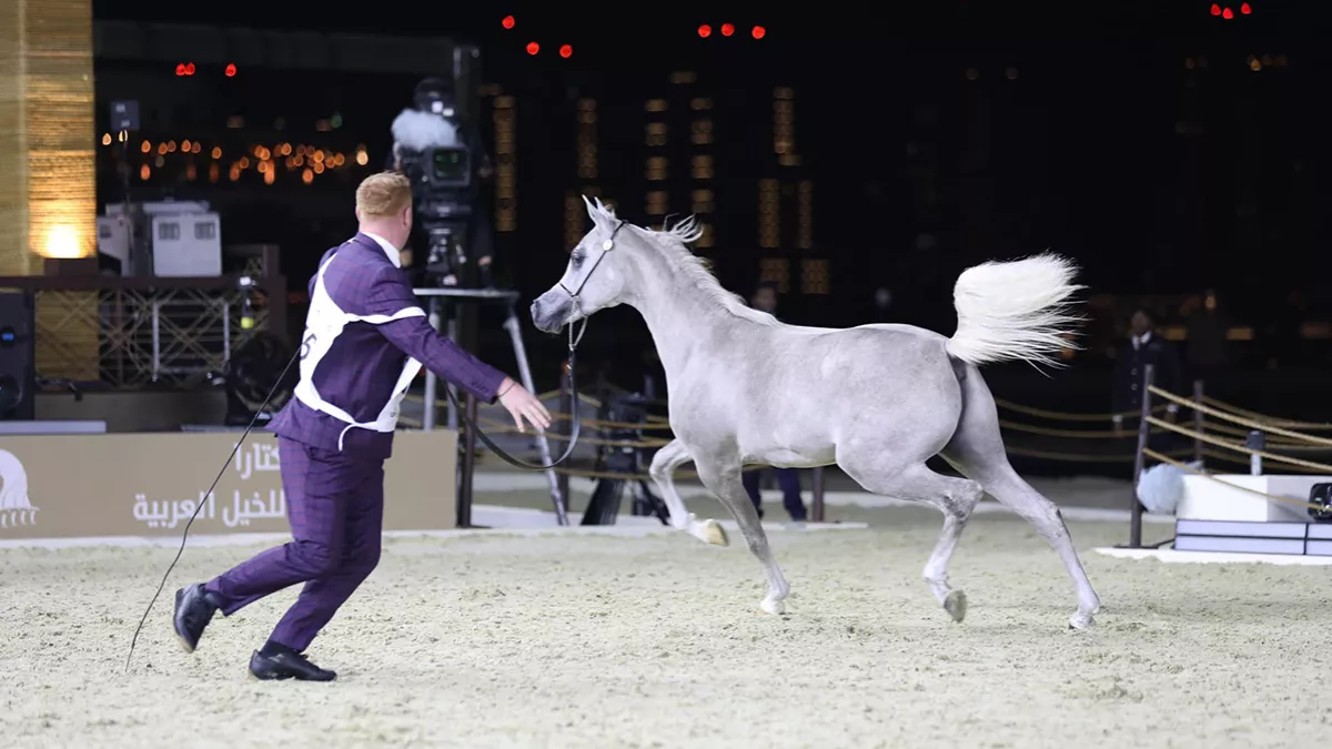 Fifth Katara International Arabian Horse Festival has begun