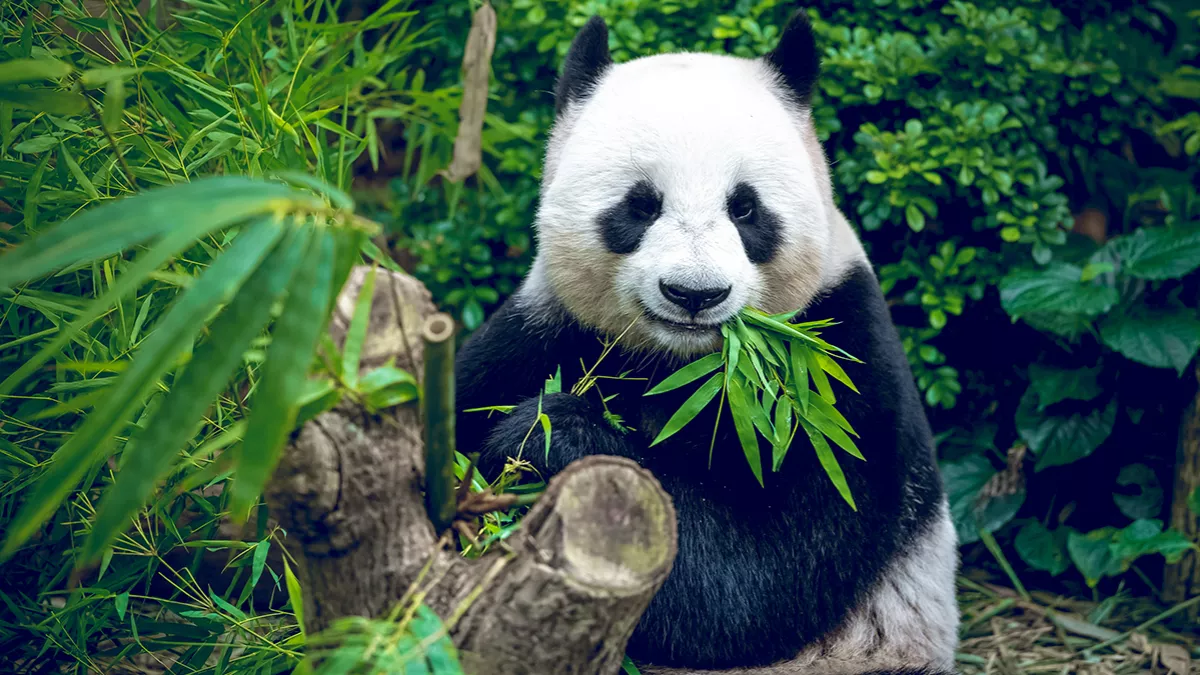 Qatar will be gifted with two giant pandas by China for World Cup 2022