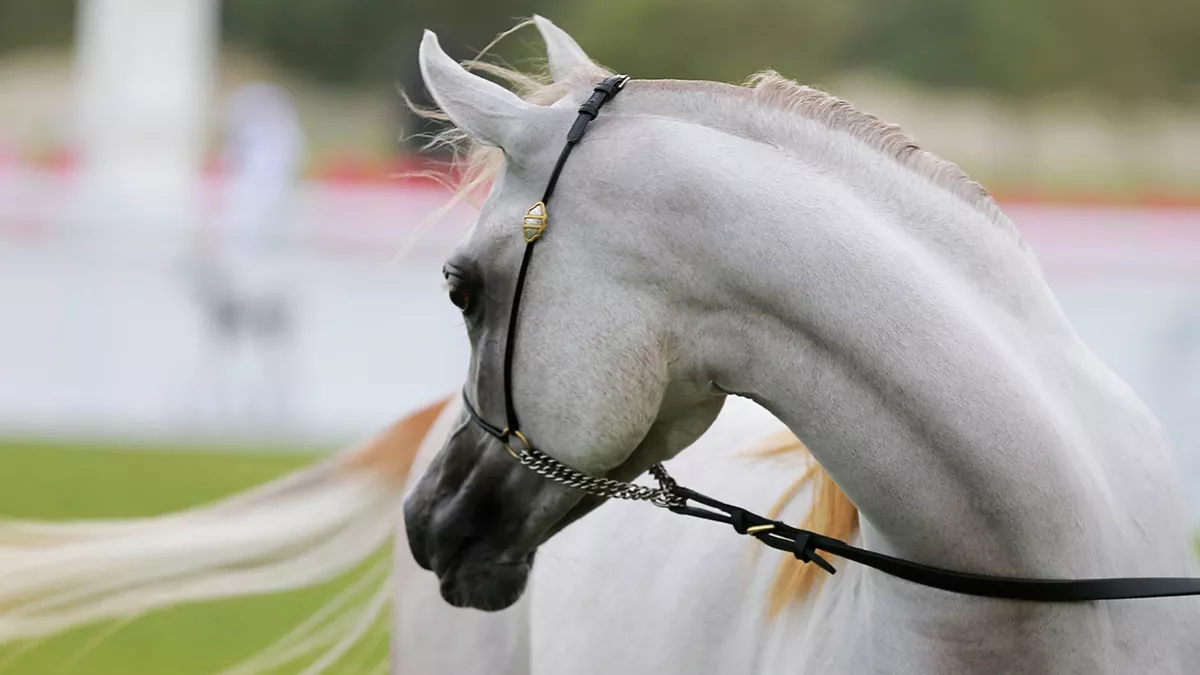 Horse show season will start next month few days before the new racing season gets underway on October 16