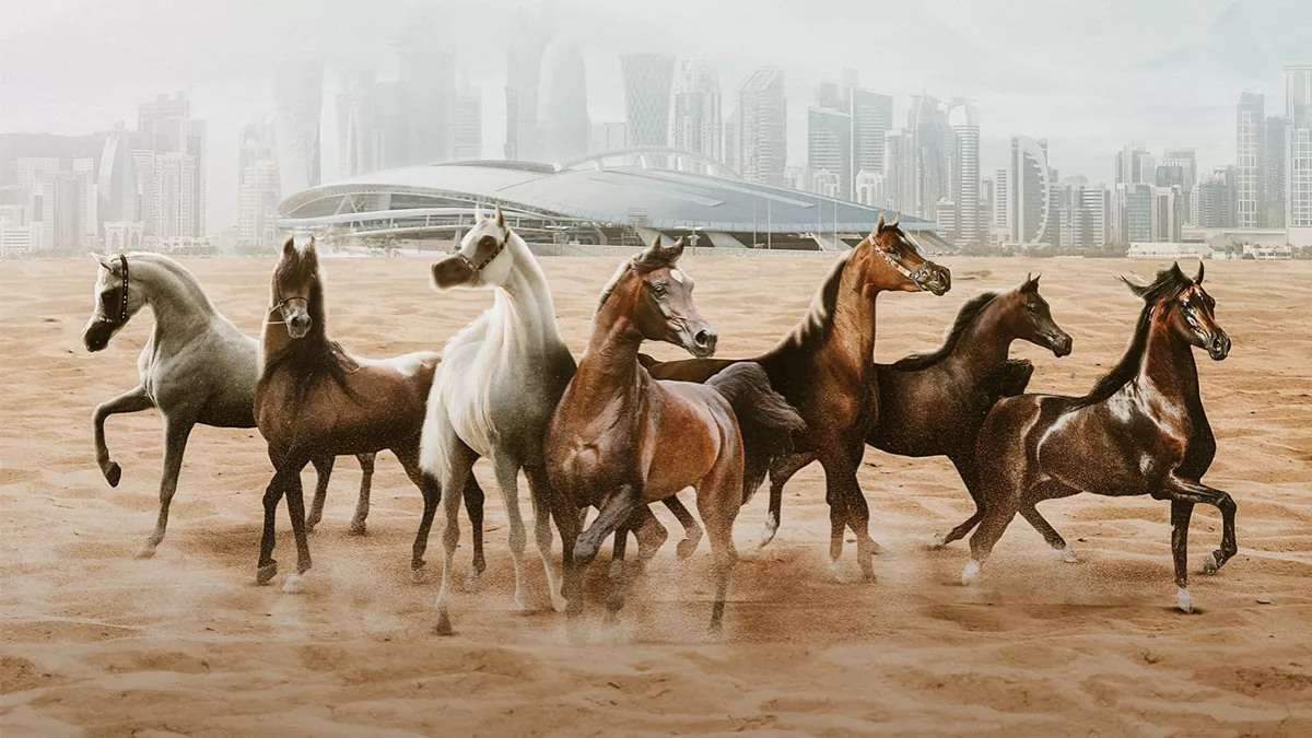 The inaugural edition of Al Shaqab International Arabian Horse Show is set to take place on November 17 to 18