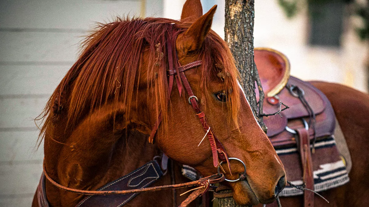 Registration for Katara International Arabian Horse Festival has started