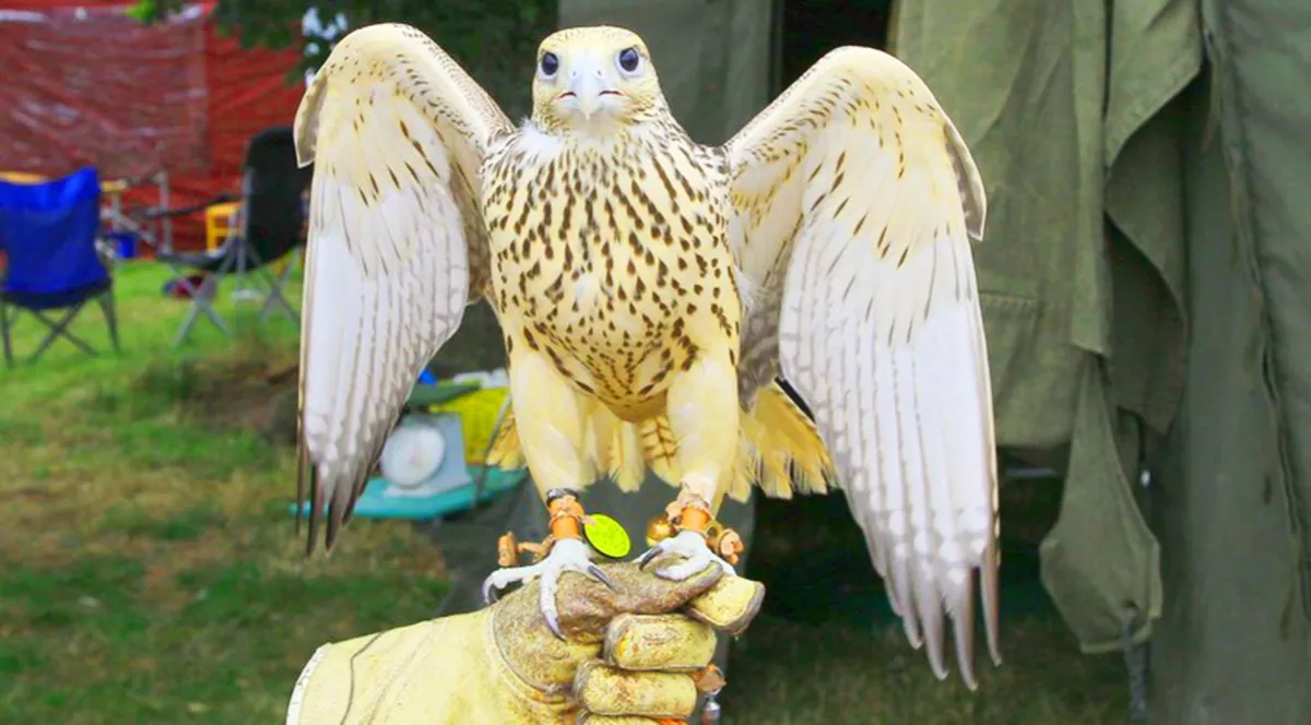 S'hail - The International Falcons and Hunting Exhibition at Katara