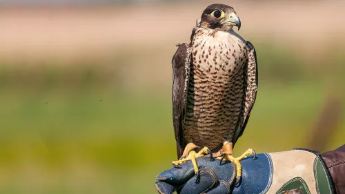 Marmi Festival: 20 falconers qualify for finalsMarmi Festival: 20 falconers qualify for finals