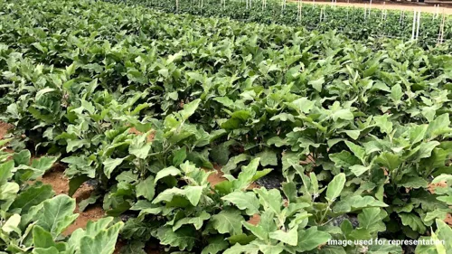 Agricultural Research Department at MoM is working on several research projects to make Qatar self-sufficient in fresh food production