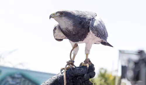 Marmi 2023 Festival; 22 falconers qualified 