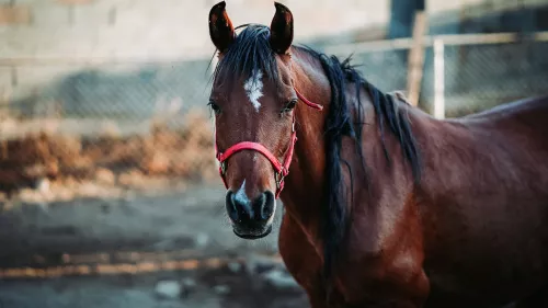 Registration for the World Arabian Horse Championship will open on October 17