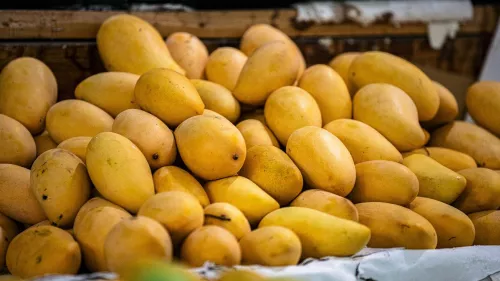 Indian Mangoes Exhibition opened today; showcases a variety of mangoes from different regions of India