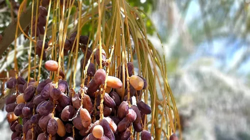 Eighth edition of the Souq Waqif Local Dates Festival will begin on July 27 